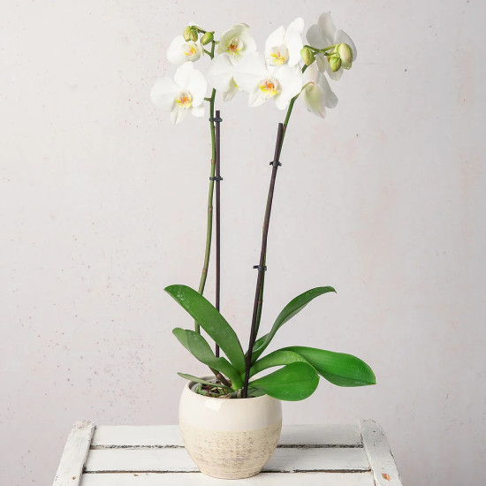 Orchid plant white